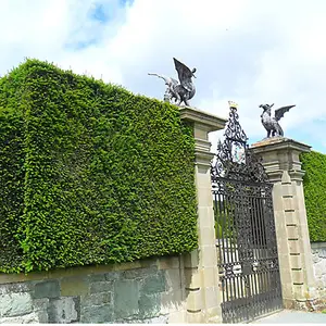 Taxus Baccata - Evergreen Common Yew Hedging Plants, Dense and Hardy (20-40cm, 1 Plant)