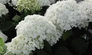 Hydrangea Strong Annabelle 3 Litre Potted Plant x 2 - Shrub - Ideal For Shade