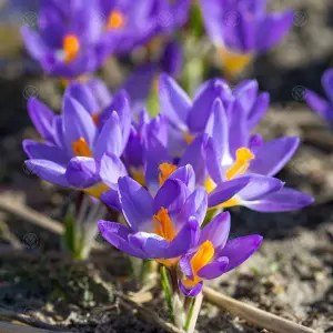 Crocus Sieberi Tricolour Flowering Bulbs (200 Pack)