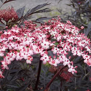 Sambucus Black Lace Elderberry - Deep Purple Foliage, Deciduous (15-30cm Height Including Pot)