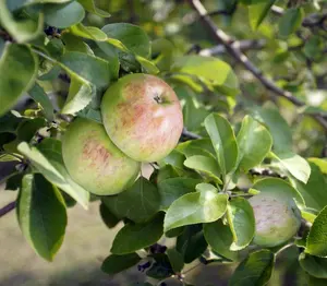 Lincolnshire Fruits Howgate Wonder Potted Apple 7 Litre Tree