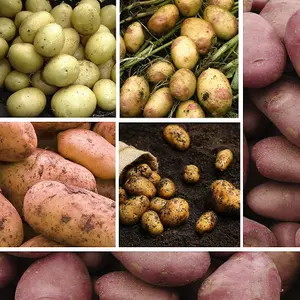 Grow Your Own Vegetables - Potato Must Have Collection 5kg