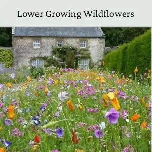 Dwarf Meadow Wildflower Seeds 100g (50m²)