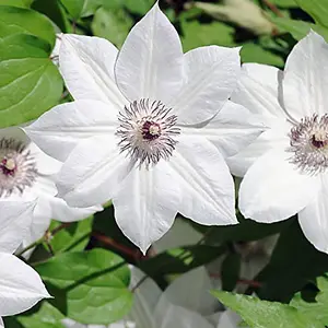 Clematis Snow Queen 2 Litre Potted Plant x 1