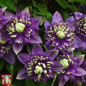 Clematis Taiga 9cm Potted Plant x 1