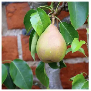 Doyenne Du Comice Pear Tree 4-5ft Dessert Pear With Fine Flavour