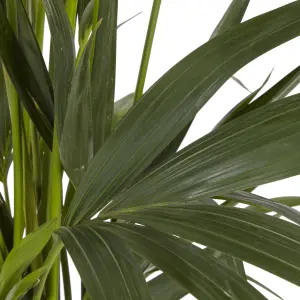 Verve Kentia Palm in Plastic Grow pot 24cm