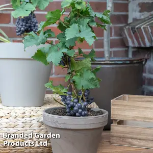 Grape Vine - Vitis vinifera Pixie Pinot Noir 14cm Potted Plant x 1