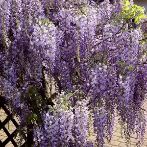 1 x Chinese Wisteria Sinensis Prolific in 2L Pot - Scented Climbing Shrub - Blue Violet Flowers - Ideal for Walls and Trellises