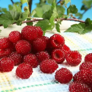 Fruit Rubus (Raspberry Tree) Hararasp Standard 5 Litre Potted Plant x 1