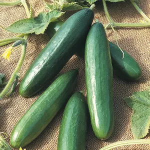 Cucumber (La) Diva 1 Seed Packet (10 Seeds)