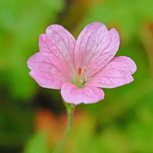 Geranium Wargrave Pink 9cm Pot x 1