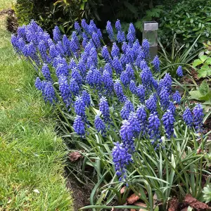 15 x Muscari Grape Hyacinth Spring Bulb Mix - Mixed Spring Outdoor Flowering Perennials - Grow in Beds, Borders & Patio Pots