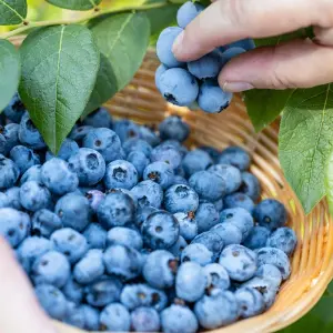 Blueberry Bush 'Chandler' Plant in 1.5L Pot - Heavy Cropping Vaccinium - Tasty Fruit