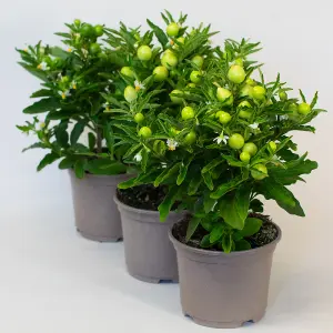 3 x Solanum - Plants Outdoor in 10.5cm Growers Pots