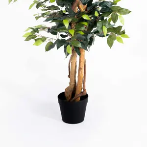 Blooming Artificial - 180cm / 6ft Artificial Ficus Tree