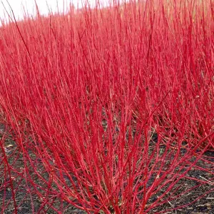 Cornus Sibirica - Deciduous, Red Stems, Compact Size (20-30cm Height Including Pot)