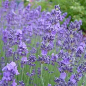 Lavandula Munstead Garden Plant - Fragrant Foliage, Lavender Blooms, Compact Size (25-35cm Height Including Pot)