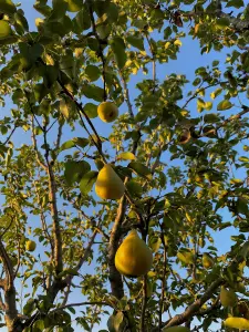 Pyrus Du Comice Pear Fruit Tree 4-5ft Tall Juicy Dessert Pear