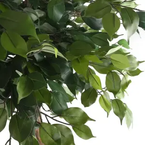 Ficus Benjamina Danielle Weeping Fig - Indoor Houseplant, Ideal for Home Office (30-40cm Height Including Pot)