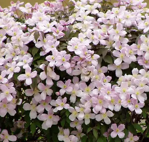 Clematis Montana Pink Rubens Climbing Plant 3-4ft Large Supplied in a 2/3 Litre Pot