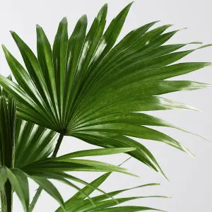 Livistona Mix - Elegant Palm Collection for Indoor Oasis (15cm, 40-50cm)