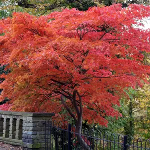 Quercus rubra 'Red Oak' Bare Root Hedge Hedging Tree Plants  (1-2ft, 5 Plants)