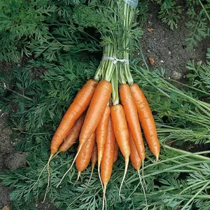 Organic Carrot Nantes 2 1 Seed Packet