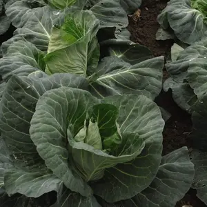 Cabbage Tantour F1 1 Seed Packet (45 Seeds)