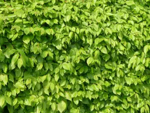 Green Beech Hedging Plants x20 Fagus 7-8ft Full Pallet of Rootball Trees