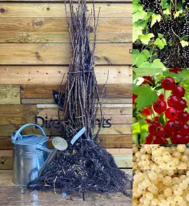 Currant Fruit Collection By DirectPlants 3 Large Plants Redcurrant Whitecurrant Blackcurrant