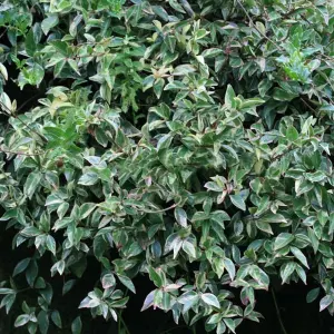 Trachelospermum Variegatum - Variegated Star Jasmine, Climbing Plant (20-30cm Height Including Pot)