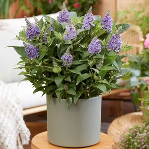 Buddleia Candy Lila Sweetheart, Purple Butterfly Bush for UK Gardens (15-25cm Height Including Pot)