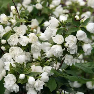 Philadelphus Snowbelle Garden Shrub - Fragrant White Flowers, Deciduous, Compact Size, Hardy (15-30cm Height Including Pot)