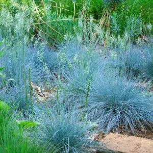 Festuca Intense Blue - Evergreen Shrub, Striking Blue Foliage, Hardy Grass Plant (15-30cm Height Including Pot)