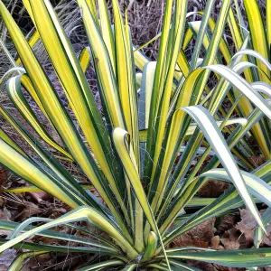 Yucca Colour Guard Garden Plant - Striking Yellow and Green Foliage, Compact Size (20-30cm Height Including Pot)