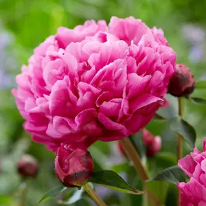 Kansas Peony Perennials Flowering Plants Paeonia Lactiflora 4L Pot