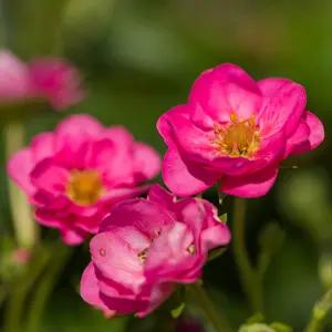 Strawberry (Fragaria) Summer Breeze Cherry 9cm Pot x 3