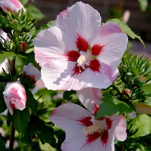 Hibiscus syriacus 'Hamabo' in a 3L Pot