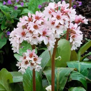 Bergenia Bressingham White - Evergreen Perennial, Pure White Blooms, Compact Size (15-30cm Height Including Pot)