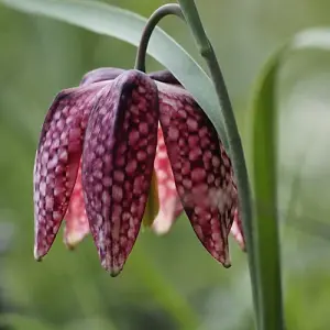 BS Snake's Head Fritillary Bulbs (Fritillaria meleagris) (25 Bulbs)