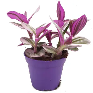 House Plant - Wandering Dude Nanouk - 7 cm Pot size - 10-20 cm Tall - Tradescantia Albiflora - Indoor Plant