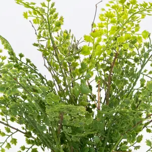 Blooming Artificial - 30cm / 1ft Fake Maidenhair Fern