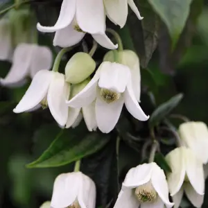 Winter Flowering Clematis 'Winter Beauty' 7cm Potted Plant x 3 - Evergreen Perennial