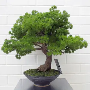 50cm Artificial Luxury Pine Bonsai Tree