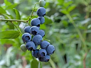 3 'Bluecrop' Blueberry / Vaccinium cor. 'Bluecrop' 25cm In 9cm pot 3FATPIGS