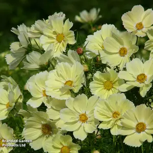 Cosmos bipinnatus Xanthos - 2 Seed Packets (40 seeds)