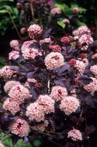 3 x Physocarpus 'Lady In Red' in 9cm Pots - Fast Growing Shrub - Rich Foliage