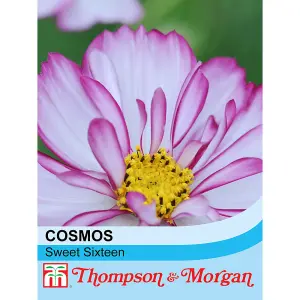 Cosmos Sweet Sixteen 1 Seed Packet (70 Seeds)