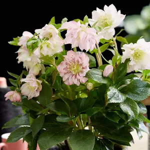 Helleborus orientalis Double Ellen Pink 14cm Potted Plant x 2